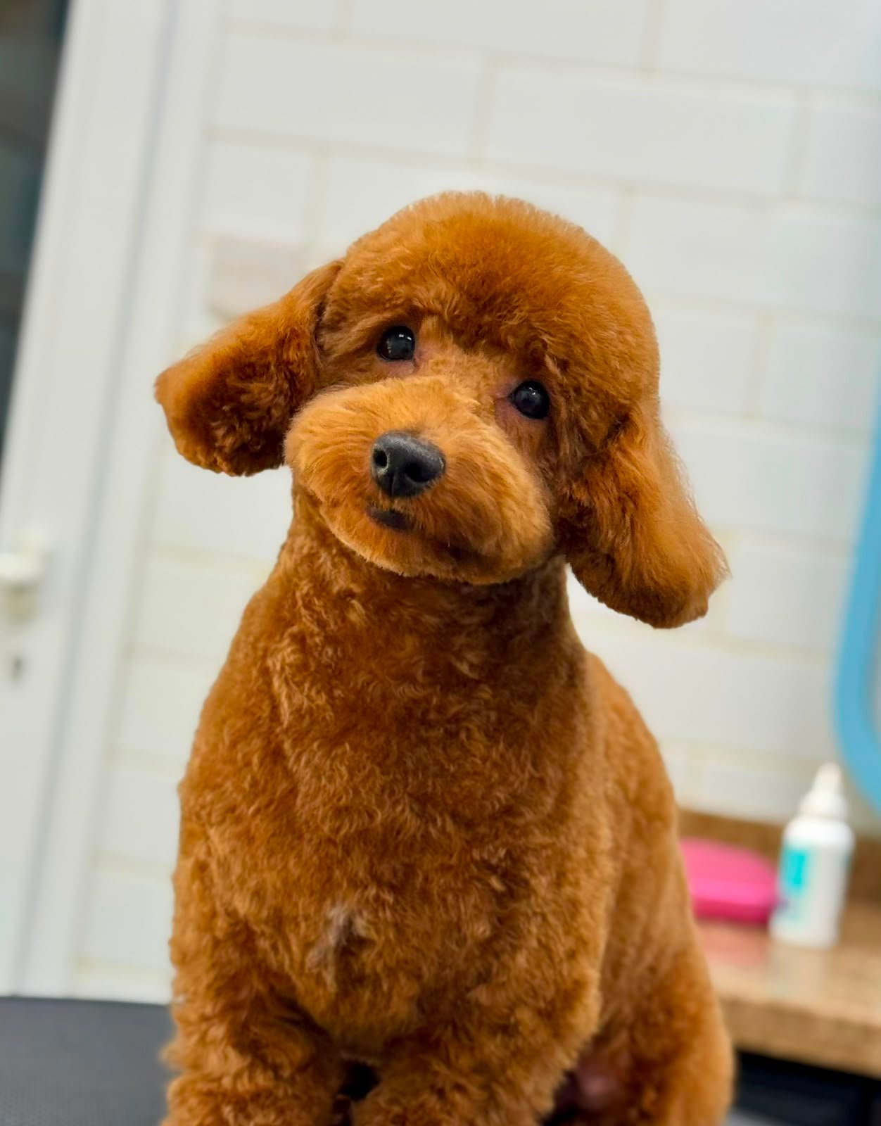 Dog after grooming at PETME