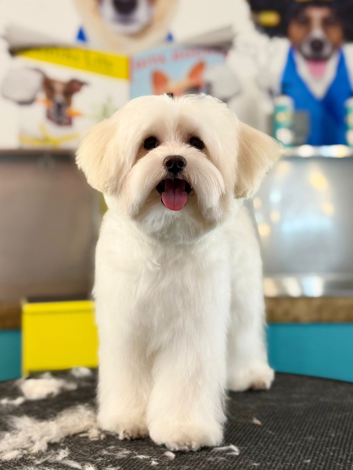 Dog after grooming at PETME