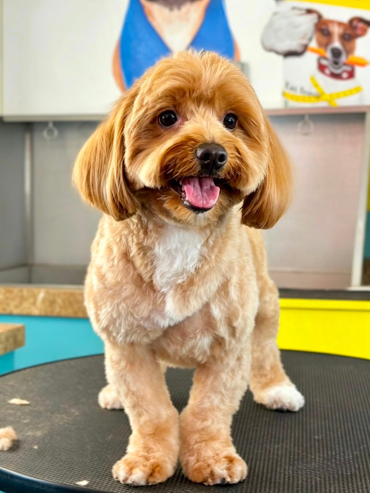 Dog after grooming at PETME
