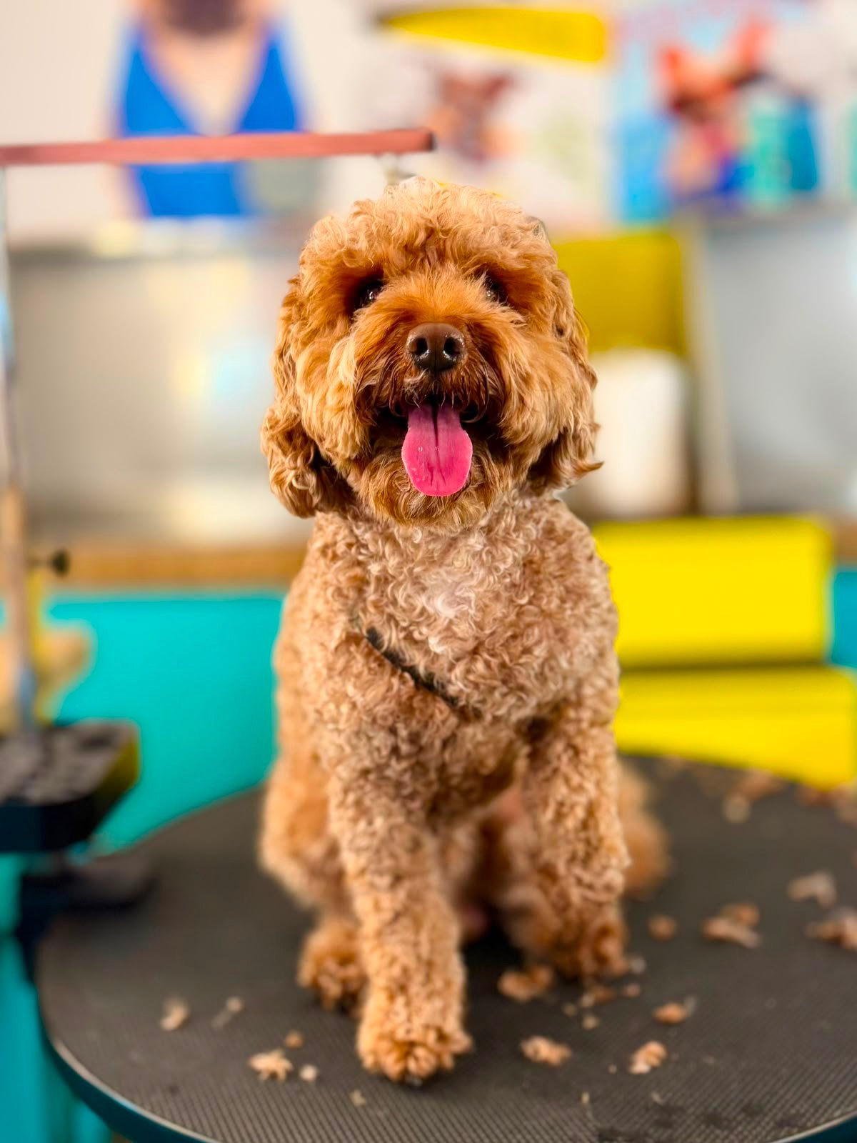 Dog before grooming at PETME