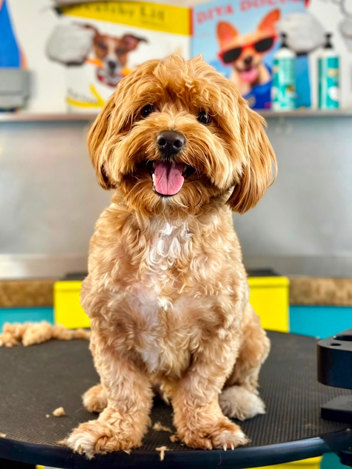 Dog before grooming at PETME