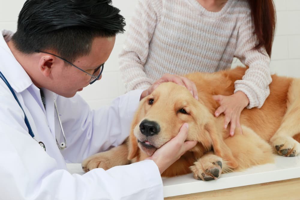 Professional pet care staff at PETME