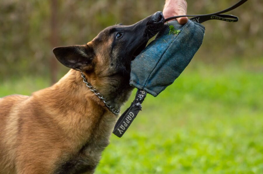 Expert dog training at PETME Dubai